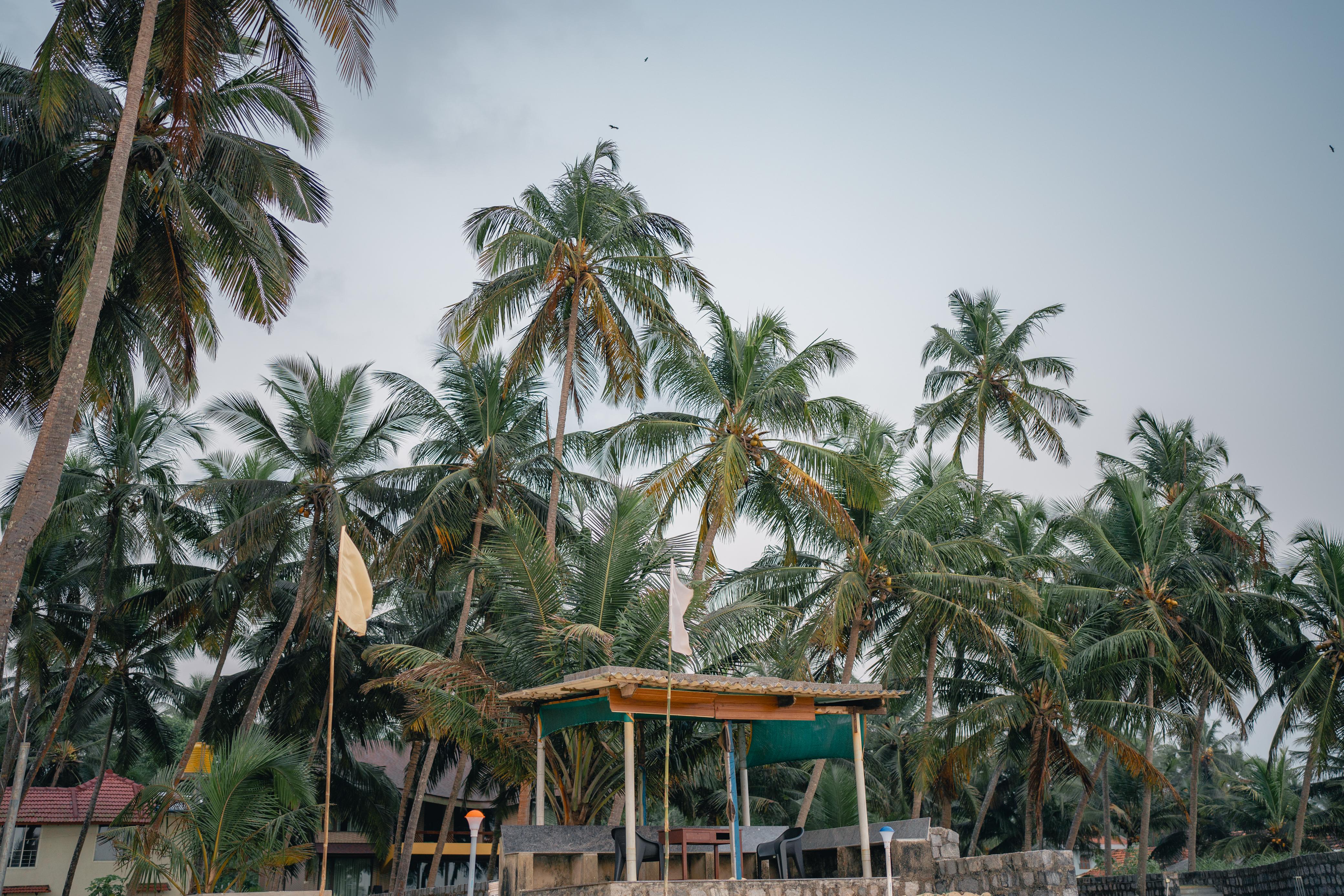 Illuminated Palm Tree Pathway at Dusk